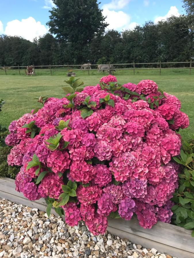 La Grange Aux Hortensias Thiergeville Luaran gambar